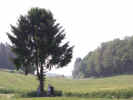 schnitzel08.JPG (271602 Byte)