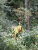 PICT0018.JPG (523469 Byte)