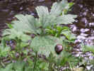 PICT0027.JPG (367223 Byte)